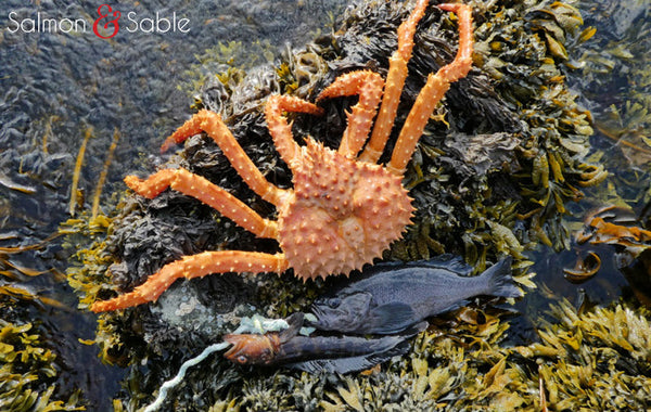 King Crab (2024 King Special)