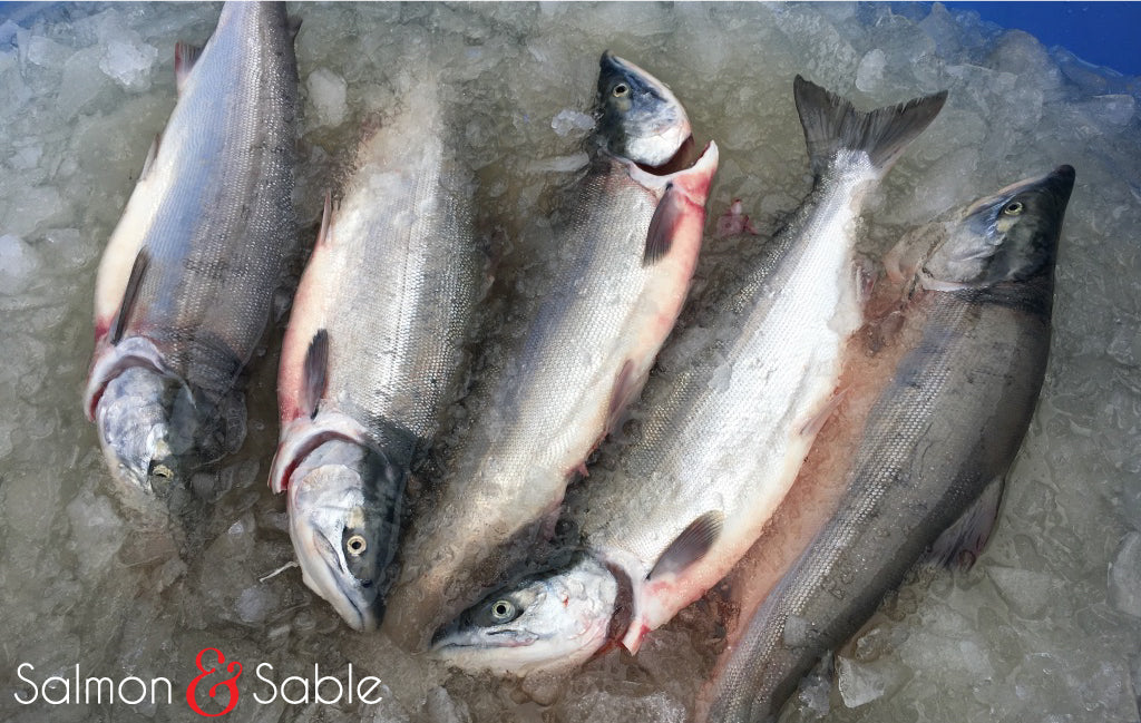 Salmon Sampler (Winter Catch)