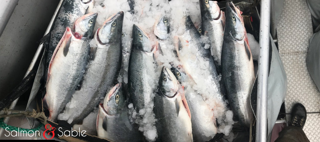 Sockeye Salmon (Winter Catch)